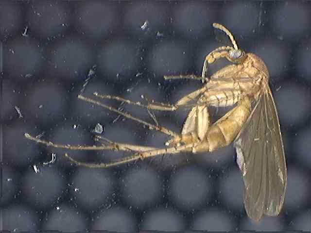 Mycetophilinae 1